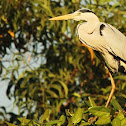 Grey Heron