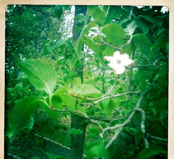 Spotting Image 1