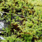 Moss