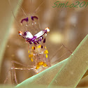 Jelly Cleaner Shrimp