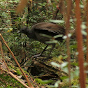 Superb Lyrebird (male)