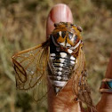 Cicada