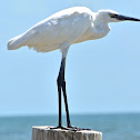 Reddish Egret (white morph)