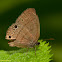 Poss. Hermes Satyr Butterfly