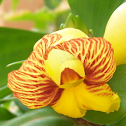Painted Spiral Ginger