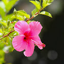 Hibiscus