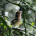 Common Chaffinch, Pinzón vulgar