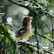 Common Chaffinch, Pinzón vulgar