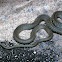 Small Grey Snake