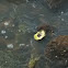 Oyster