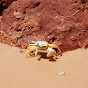 Ghost Crab