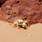 Ghost Crab