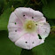 Larger Bindweed