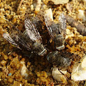 Flies / Muhe