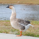 Domestic Swan Goose