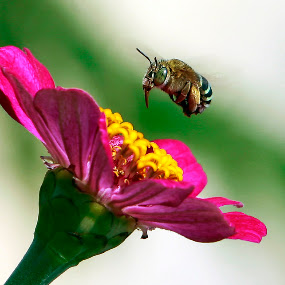 freeze by Anif Putramijaya - Wildlife Insects & Spiders