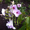 Bower Vine