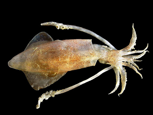 Largest