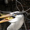 Blue Heron
