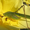 Fork-tailed Bush Katydid