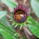 Honey Bee