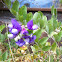 Beach pea