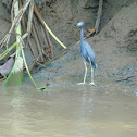 Little Blue Heron