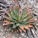 Agave