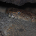 Speckled Rattlesnake