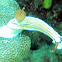 Hypselodoris emma