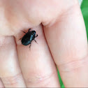 Bull Headed Dung Beetle