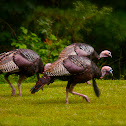 Wild Turkey