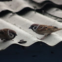 Eurasian Tree Sparrow