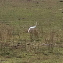 Whooping Crane