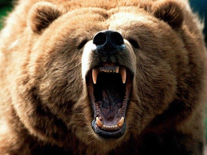 How to download Cute Bears patch 1.0.1 apk for bluestacks