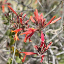 Chuparosa