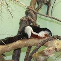 Prevost's Squirrel