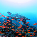 Hawksbill sea turtle