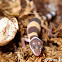 Leopard gecko