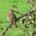European Robin