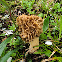 Morel / Morchella