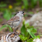 White-crowned Sparrow