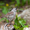 White-crowned Sparrow