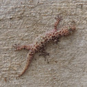 Mediterranean Gecko