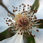 White wild maritime rose