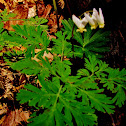 Dutchmans Breeches