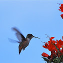 (Female) Allen's Hummingbird