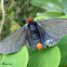 Firetip butterfly