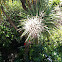 Cabbage tree
