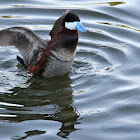 (Male) Ruddy Duck